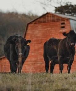 Simpson Farms Grass Fed 1/2 Cow