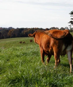Akaushi Wagyu 1/4 Bundle