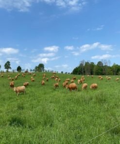 Akaushi Wagyu 1/2 Cow