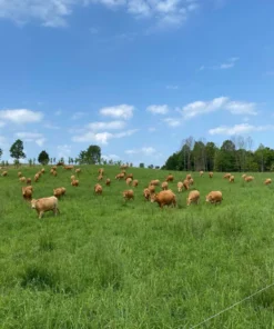 Akaushi Wagyu 1/2 Cow